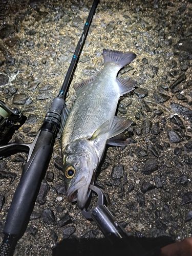 セイゴ（ヒラスズキ）の釣果