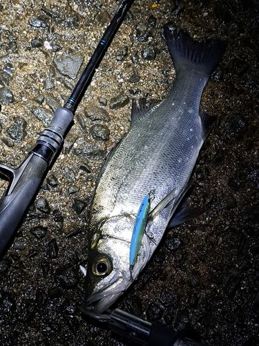 セイゴ（ヒラスズキ）の釣果