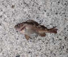 エゾメバルの釣果