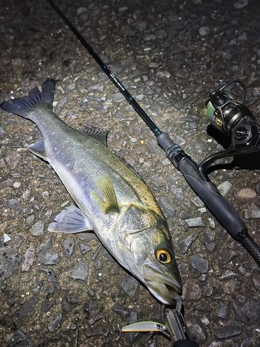 セイゴ（マルスズキ）の釣果