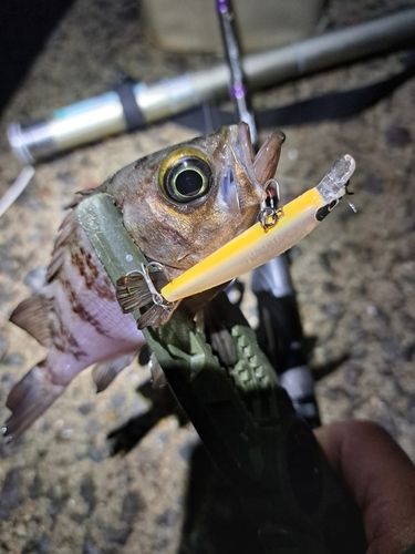メバルの釣果