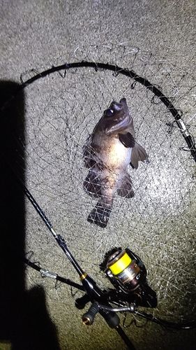 メバルの釣果