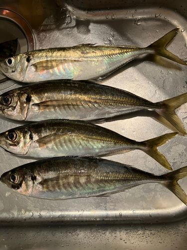 アジの釣果