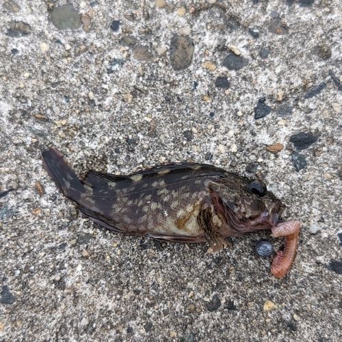 カサゴの釣果
