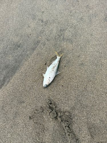 コノシロの釣果