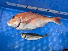 マダイの釣果