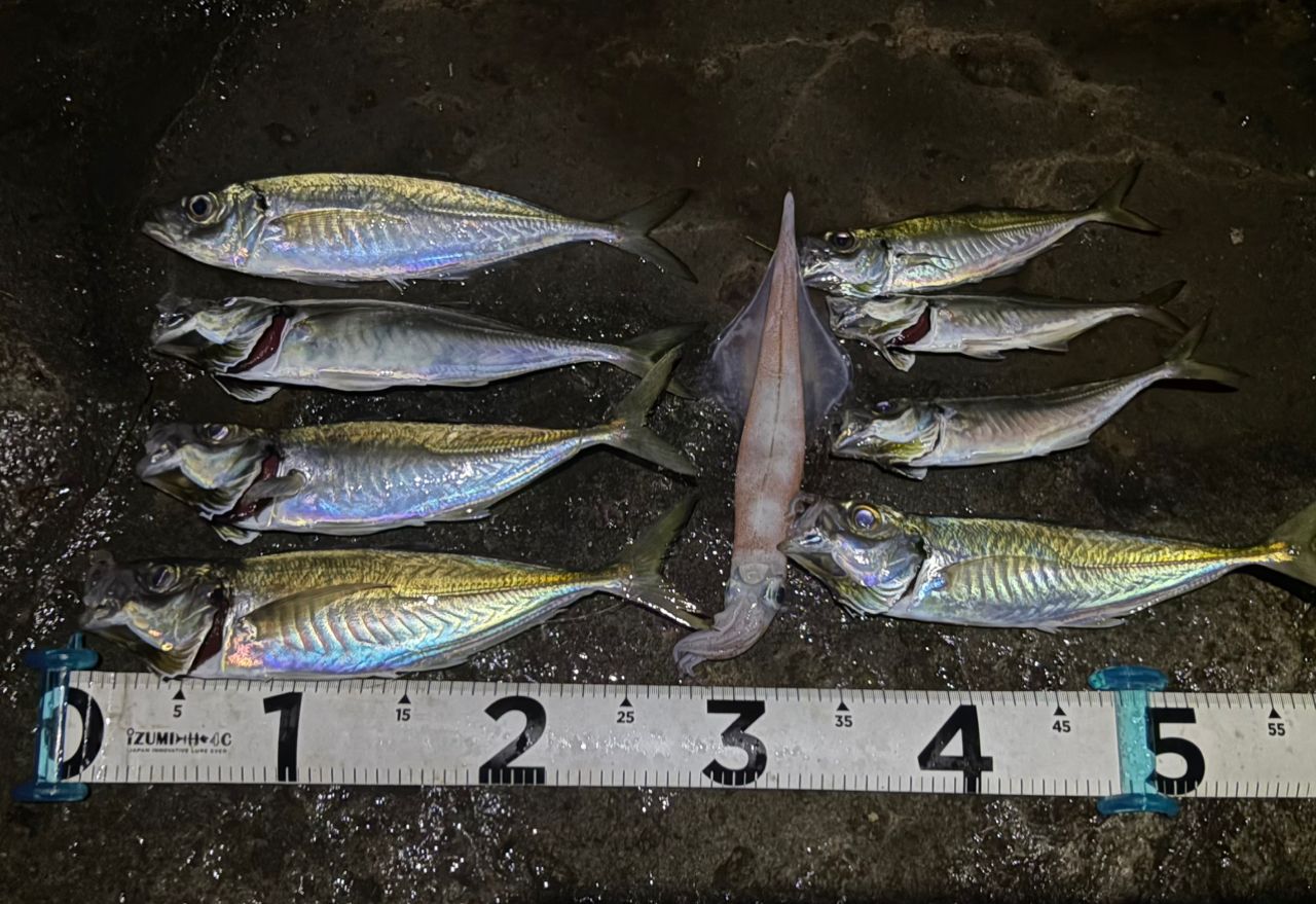 にわか釣り師 ニワカ釣り師 さんの 2026年05月04日のアジの釣り・釣果情報(秋田県