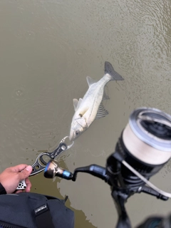 スズキの釣果