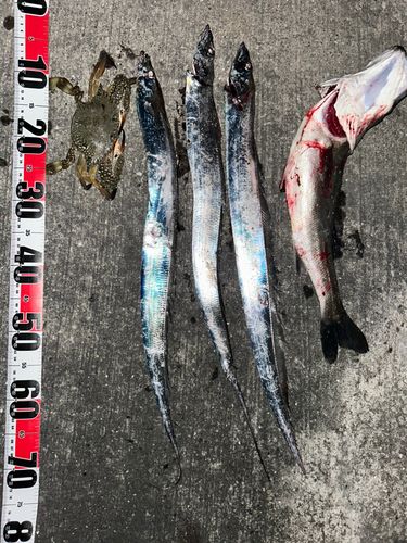 タチウオの釣果