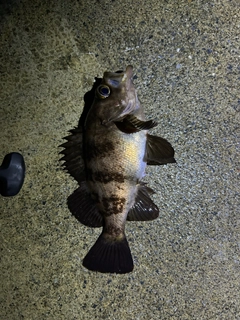 シロメバルの釣果