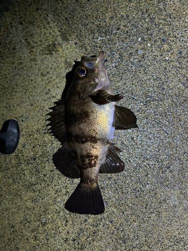 シロメバルの釣果
