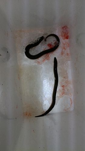 ウナギの釣果