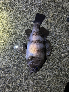 シロメバルの釣果