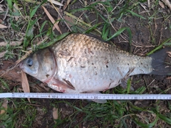 ヘラブナの釣果