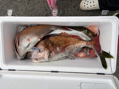 マダイの釣果