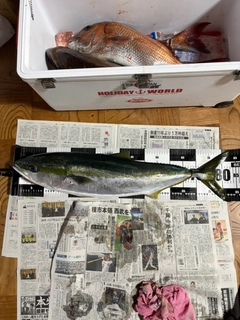 ブリの釣果