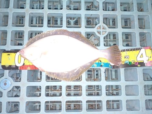 イシモチの釣果