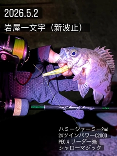 メバルの釣果