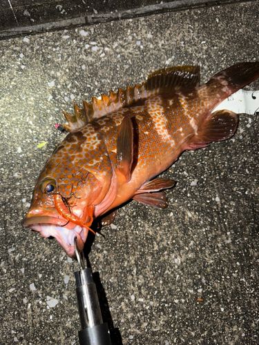 キジハタの釣果