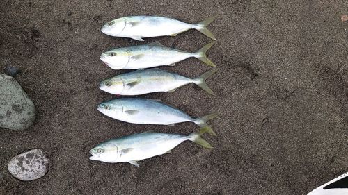 イナダの釣果