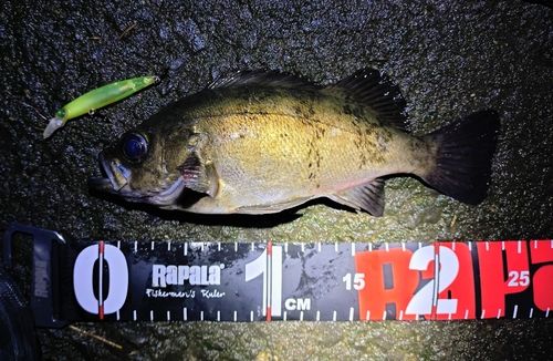 メバルの釣果