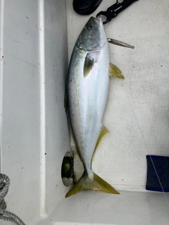ブリの釣果