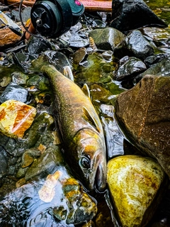 イワナの釣果