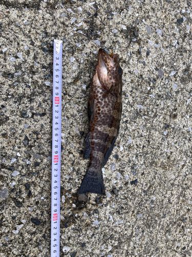 チャイロマルハタの釣果