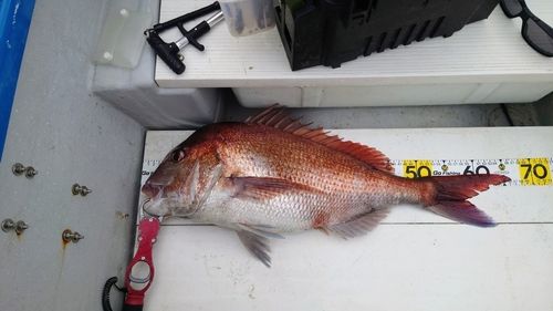 マダイの釣果