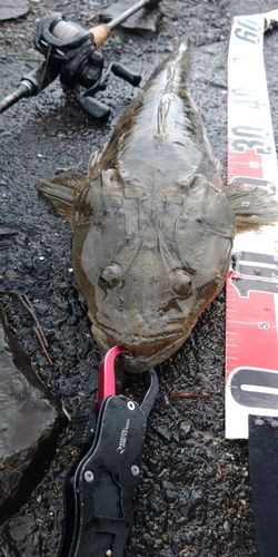 マゴチの釣果