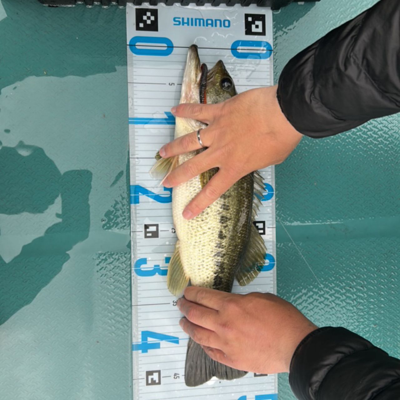 ブラックバスの釣果写真