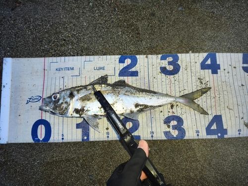マアジの釣果