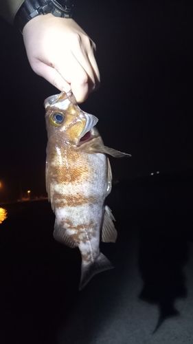 メバルの釣果