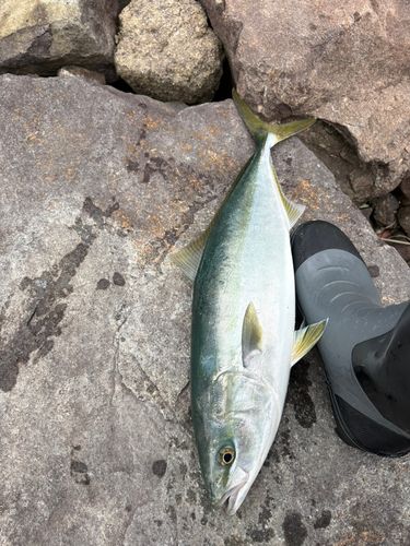 イナダの釣果