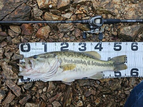 ブラックバスの釣果