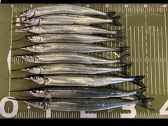 サヨリの釣果
