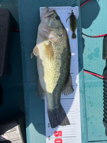 ブラックバスの釣果