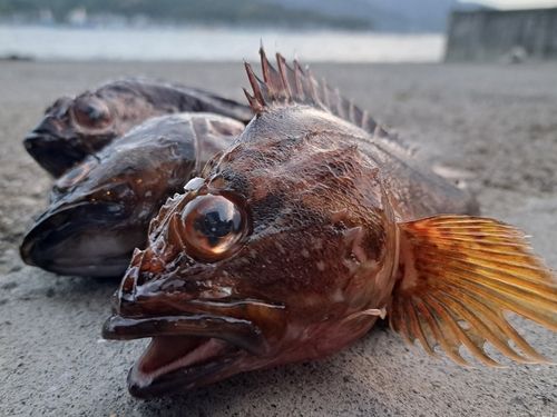 カサゴの釣果