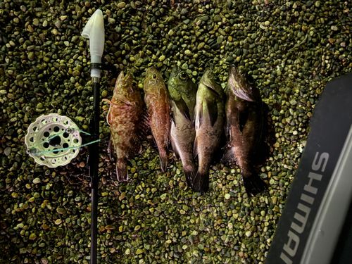 メバルの釣果