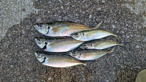 アジの釣果