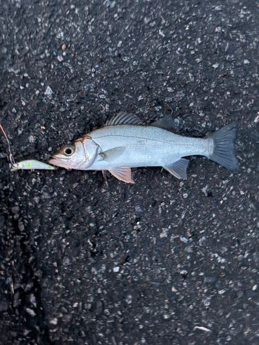 セイゴ（マルスズキ）の釣果