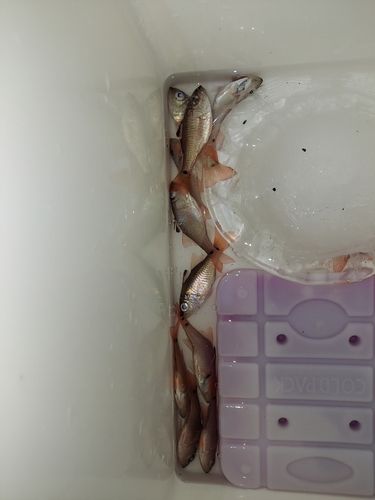 ネンブツダイの釣果