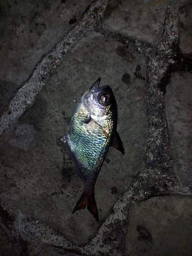 ミナミハタンポの釣果