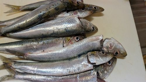 イワシの釣果