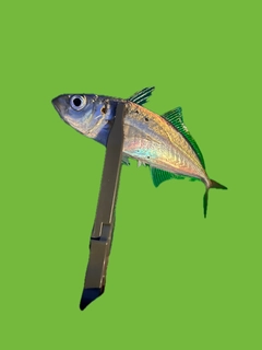 カマスの釣果