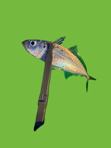 カマスの釣果