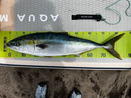 ブリの釣果