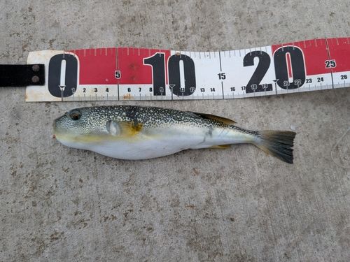 フグの釣果