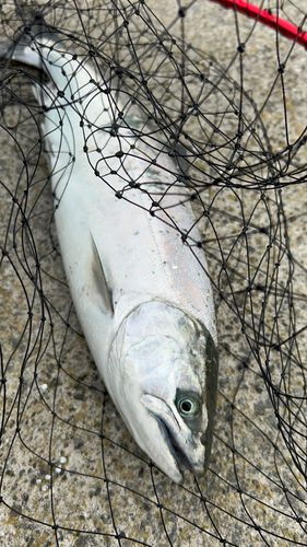 サクラマスの釣果