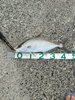 ヒレナガカンパチの釣果
